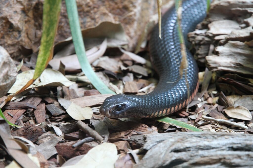 line, inland taipan, animal, threatening, nature, wildlife, most poisonous snake, australia