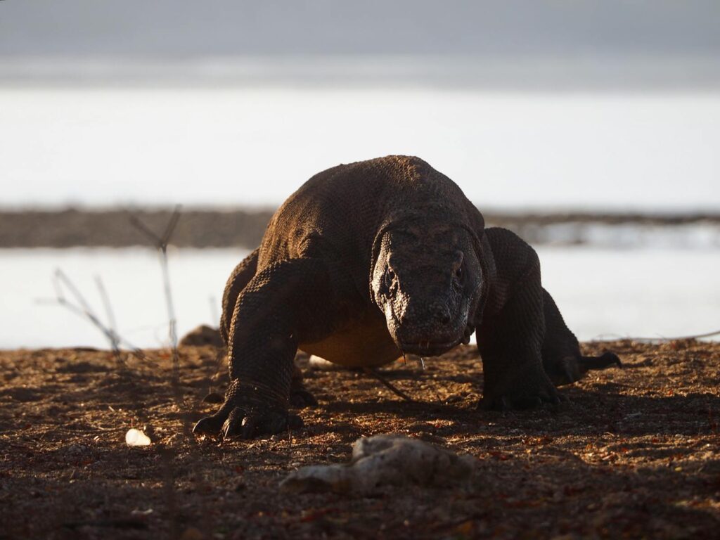 A majestic Komodo dragon in its natural habitat in East Nusa Tenggara, Indonesia.