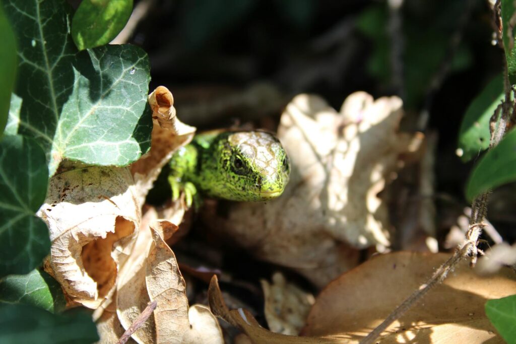A vivid green lizard camouflaged among ivy and dry leaves in a natural setting.