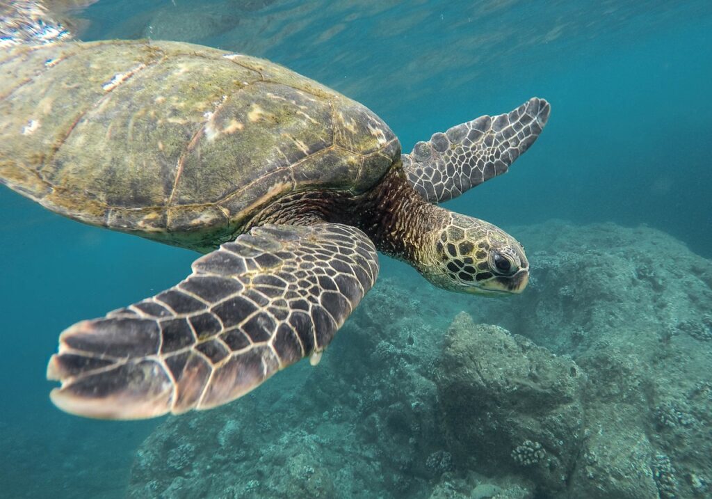 animal, turtle, coral reef, nature, ocean, sea, swimming, tortoise, underwater, water, wildlife, animal world, wildlife photography, reptile, earth day