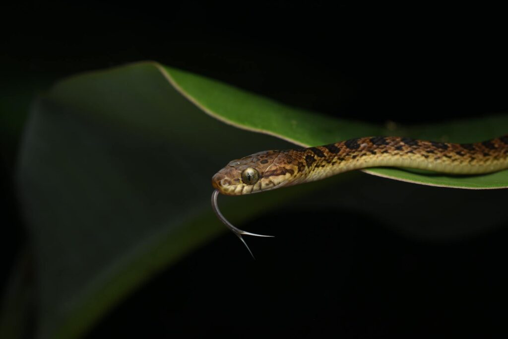Detailed close-up of a Cat-Eyed Snake on a leaf at night. Perfect for wildlife photography enthusiasts.