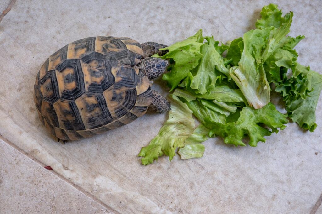 A tortoise enjoys fresh lettuce leaves on an outdoor tile floor.