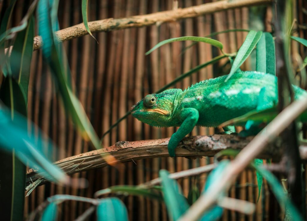 Close-up of a vibrant green chameleon blending into its surroundings on a branch.