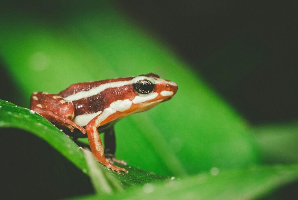 Close-up of a red and white striped frog atop a green leaf, captured in stunning detail.