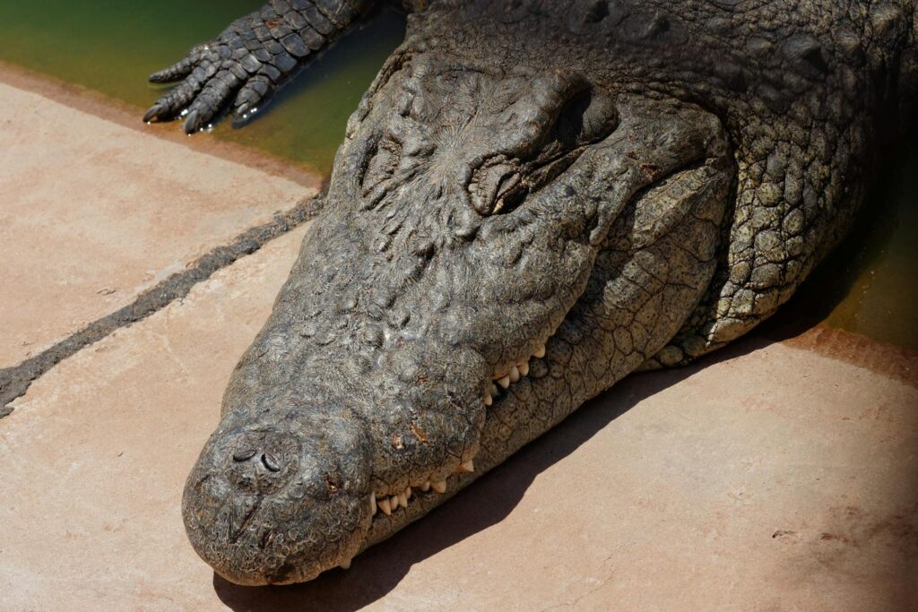 Detailed portrait of a Nile crocodile resting on a riverside in Limpopo, South Africa.
