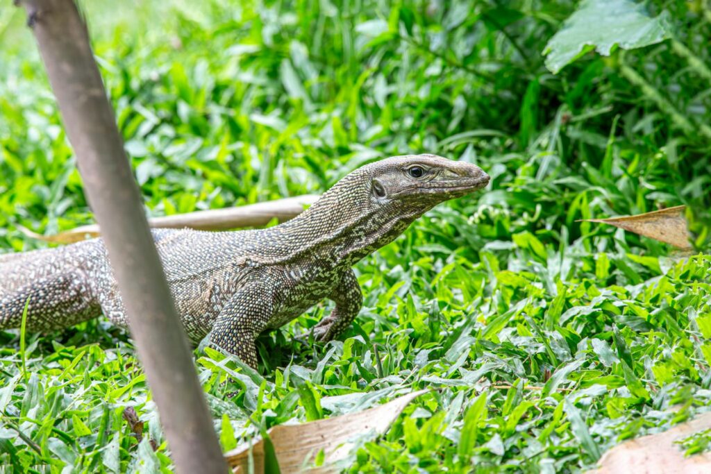 Komodo dragon basking on green grass, showcasing natural wildlife behavior.