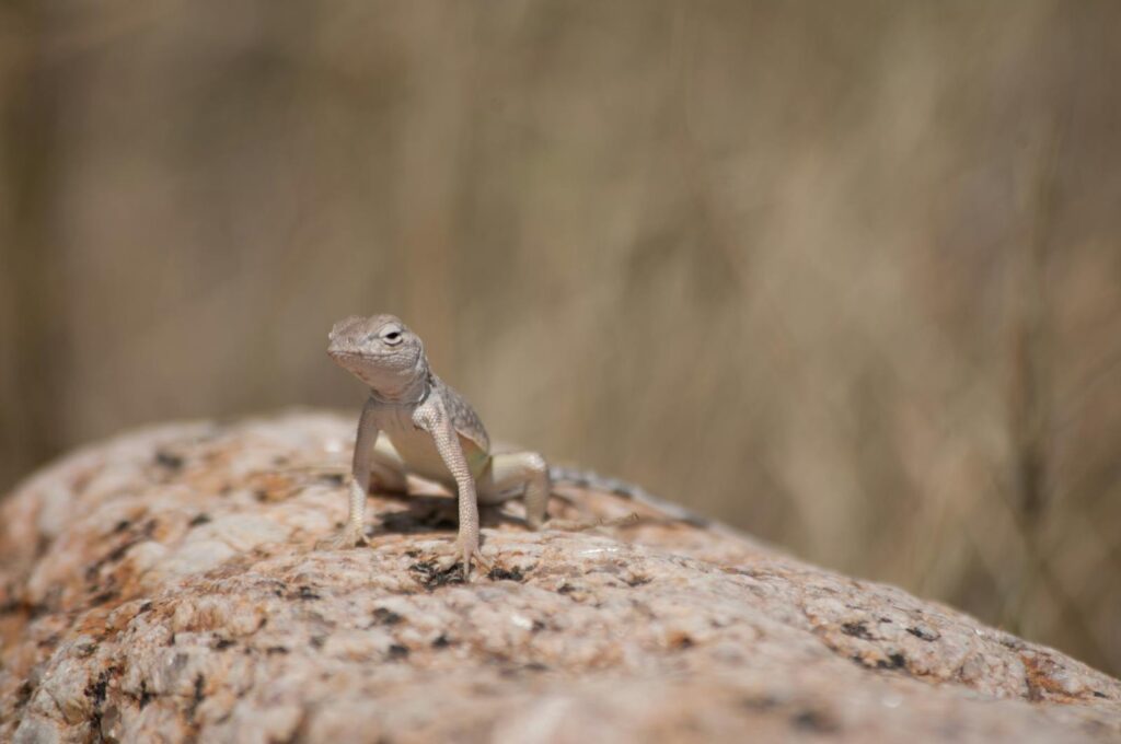 A detailed portrait of a lizard sitting on a rock in the El Paso desert.