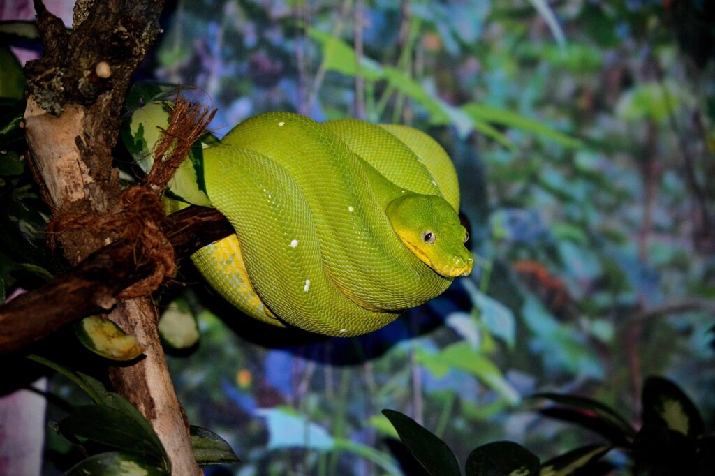 animals, nature, line, tree python, green, python, line, line, line, line, line, python, python, python, python