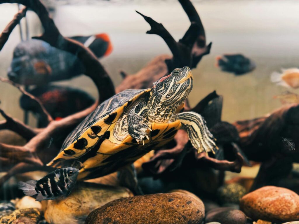 A beautifully detailed view of a turtle swimming in a vibrant freshwater aquarium with fish and natural decorations.
