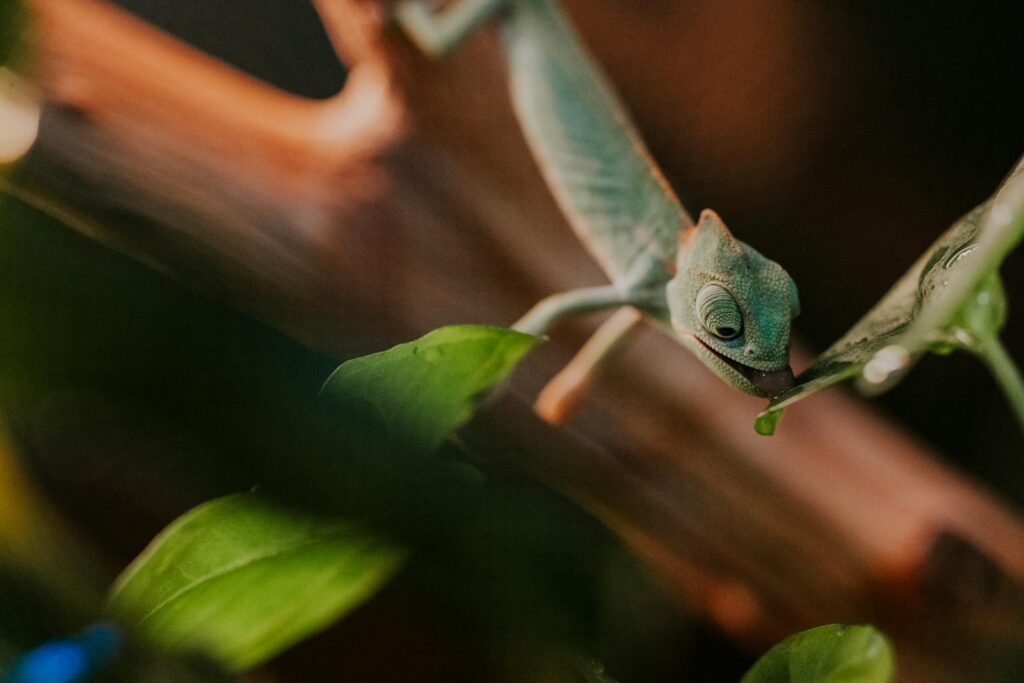 Detailed shot of a chameleon drinking water from a leaf in nature.