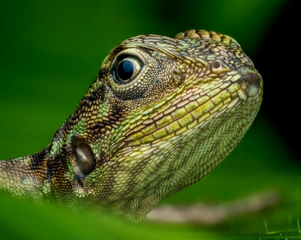 Detailed macro shot of a lizard's eye and textured scales in a natural setting, showcasing wildlife beauty.