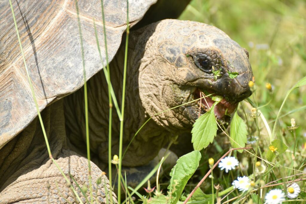 Detailed view of a tortoise munching on grass and wildflowers in a natural setting.