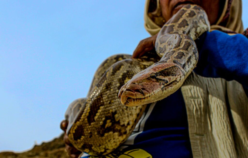 A close-up shot of a python being held by a woman outdoors in Manali, India.