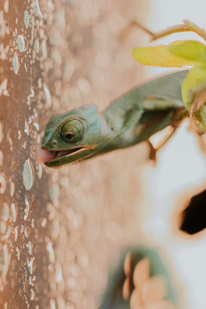 Close-up of a chameleon drinking water droplets, showcasing nature's adaptability.