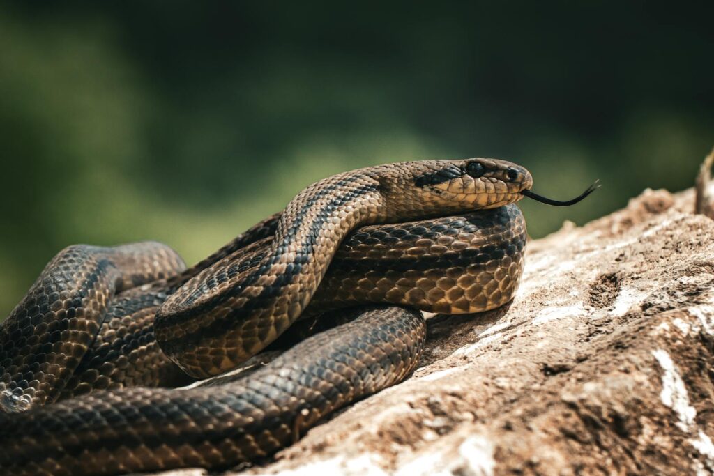 Close-up of four-lined snake resting on a rock, showcasing its texture and natural habitat.