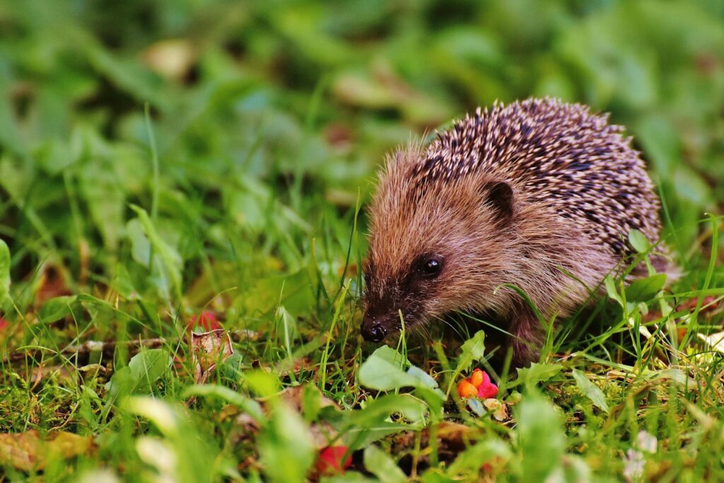 Close-up of a cute hedgehog exploring lush grass outdoors. Perfect for wildlife enthusiasts.