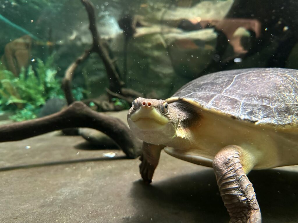 Close-up of a turtle inside an aquarium, showcasing its detailed shell and serene environment.