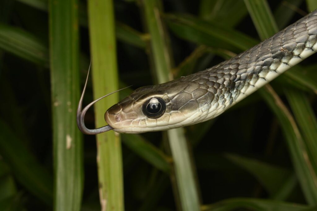 A detailed close-up of a snake with protruding tongue amidst lush green leaves.