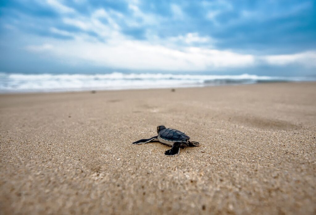 turtle, nature, baby turtle, beach, chick, young, sand, sandy, coast, animal, reptiles, wild animals, wildlife pictures, sea turtle