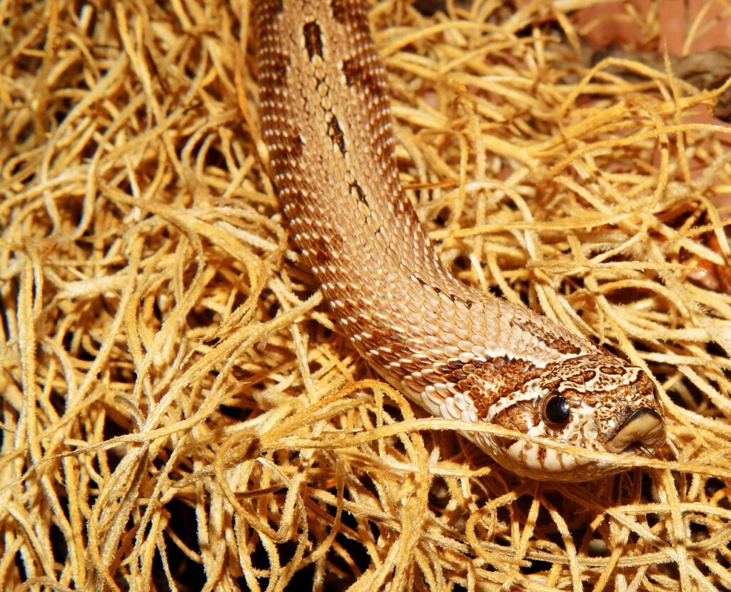 line, terrarium, western hooknose snake, reptile, animal, poisonous, template, creature, exotic, snakehead, venomous snake, beauty, close up, heterodon nasicus, north america, mexico, animal portrait, graceful, head, brown