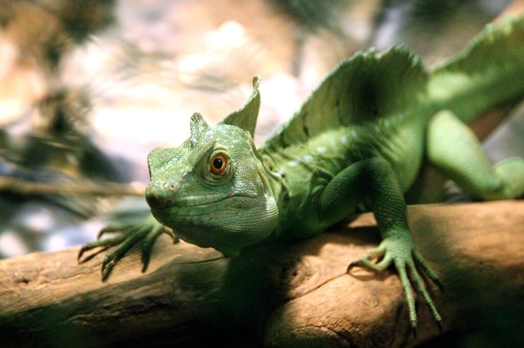common basilisk, lizard, basilisk, basiliscus basiliscus, reptile, animal, terrarium, zoo, green, nature, close-up, sight