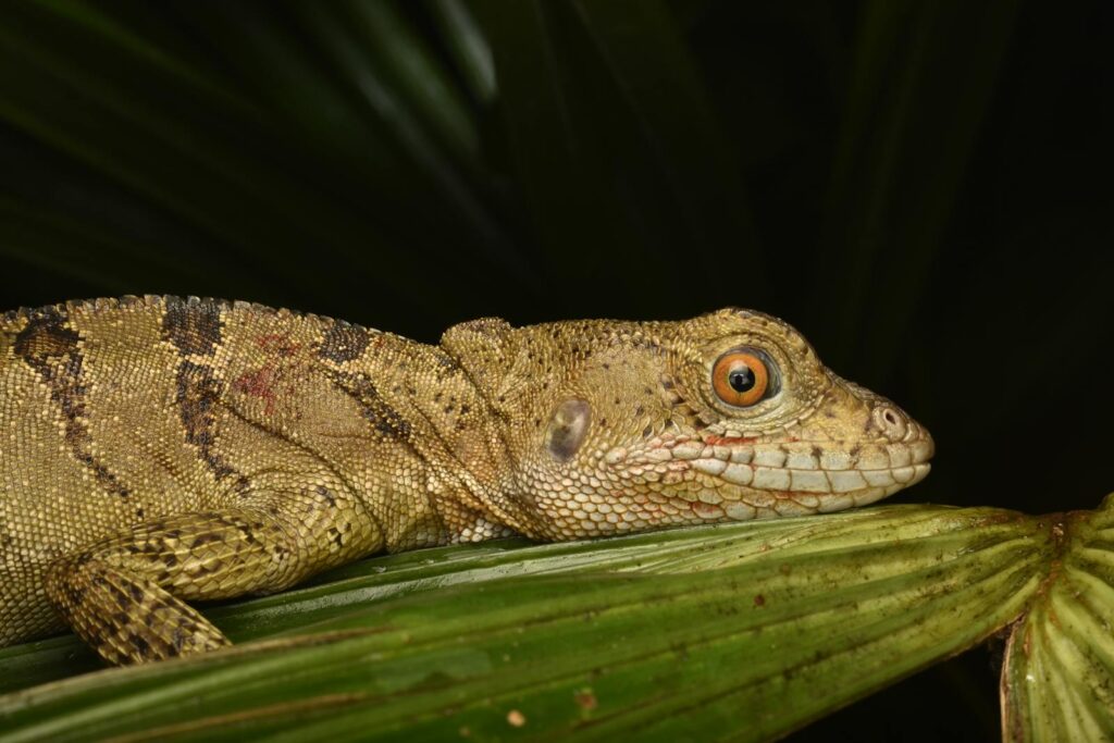 A detailed close-up of a common basilisk lizard resting on a leaf, showcasing its vibrant texture and colors.