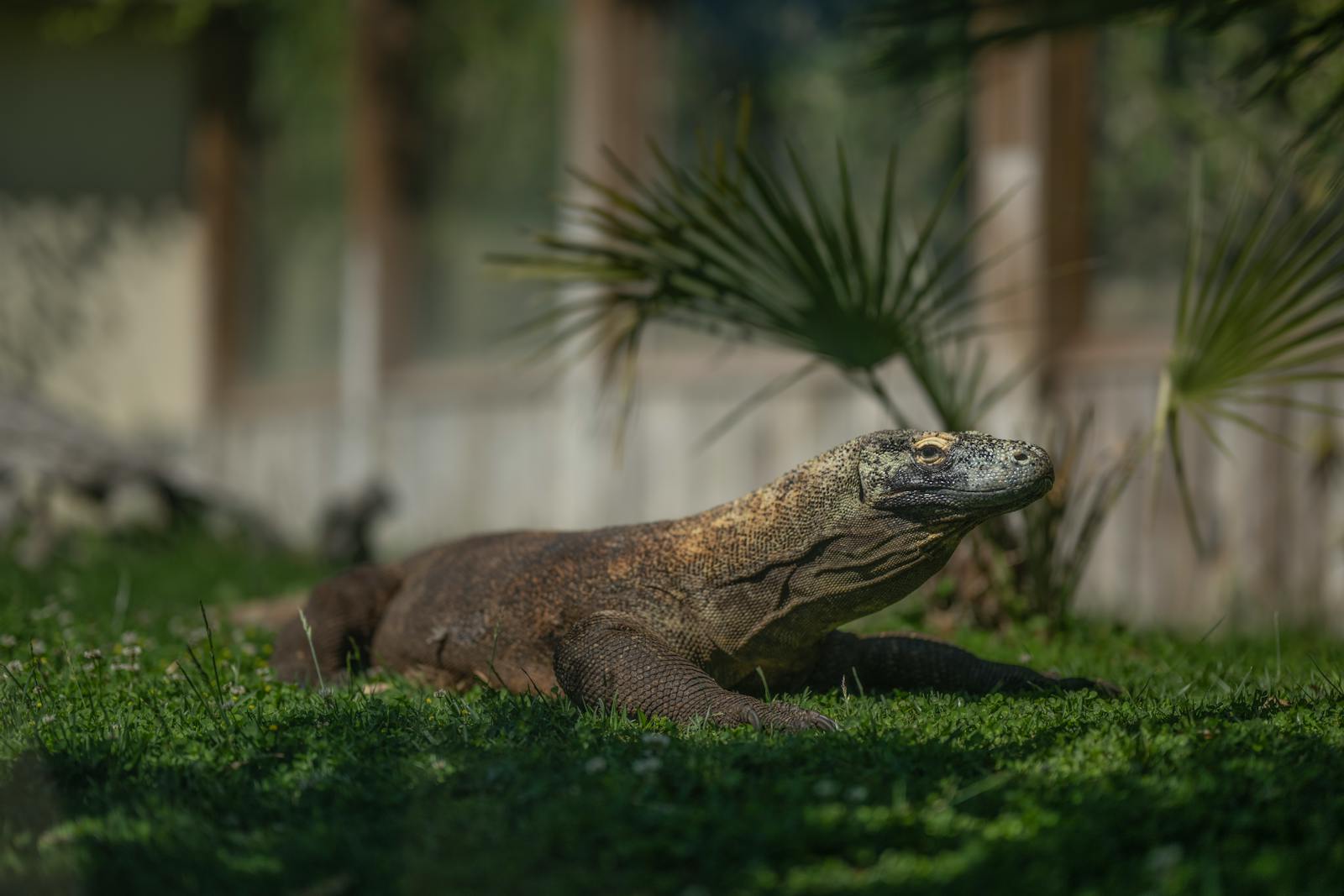 How Zoos and Wildlife Sanctuaries Help Reptile Conservation
