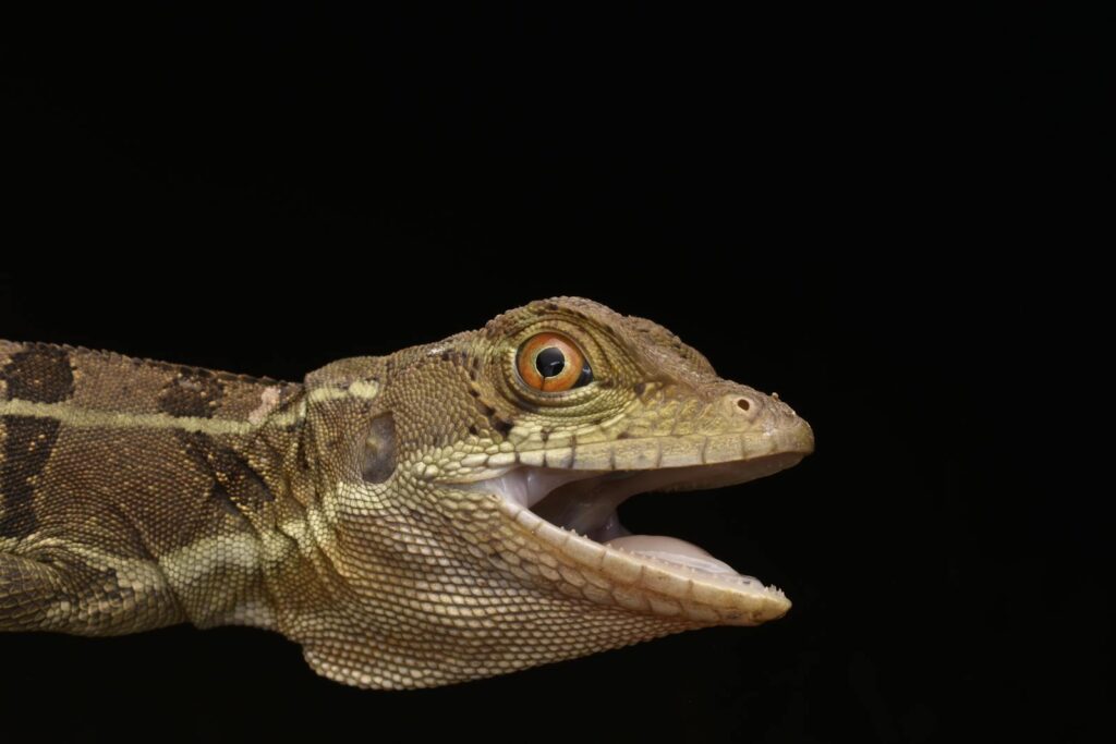 Detailed close-up of an Anolis lizard profile against a stark black background.