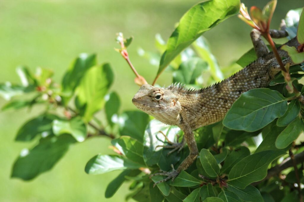 Close-up of an Oriental Garden Lizard in lush green foliage in Kataragama, Sri Lanka.