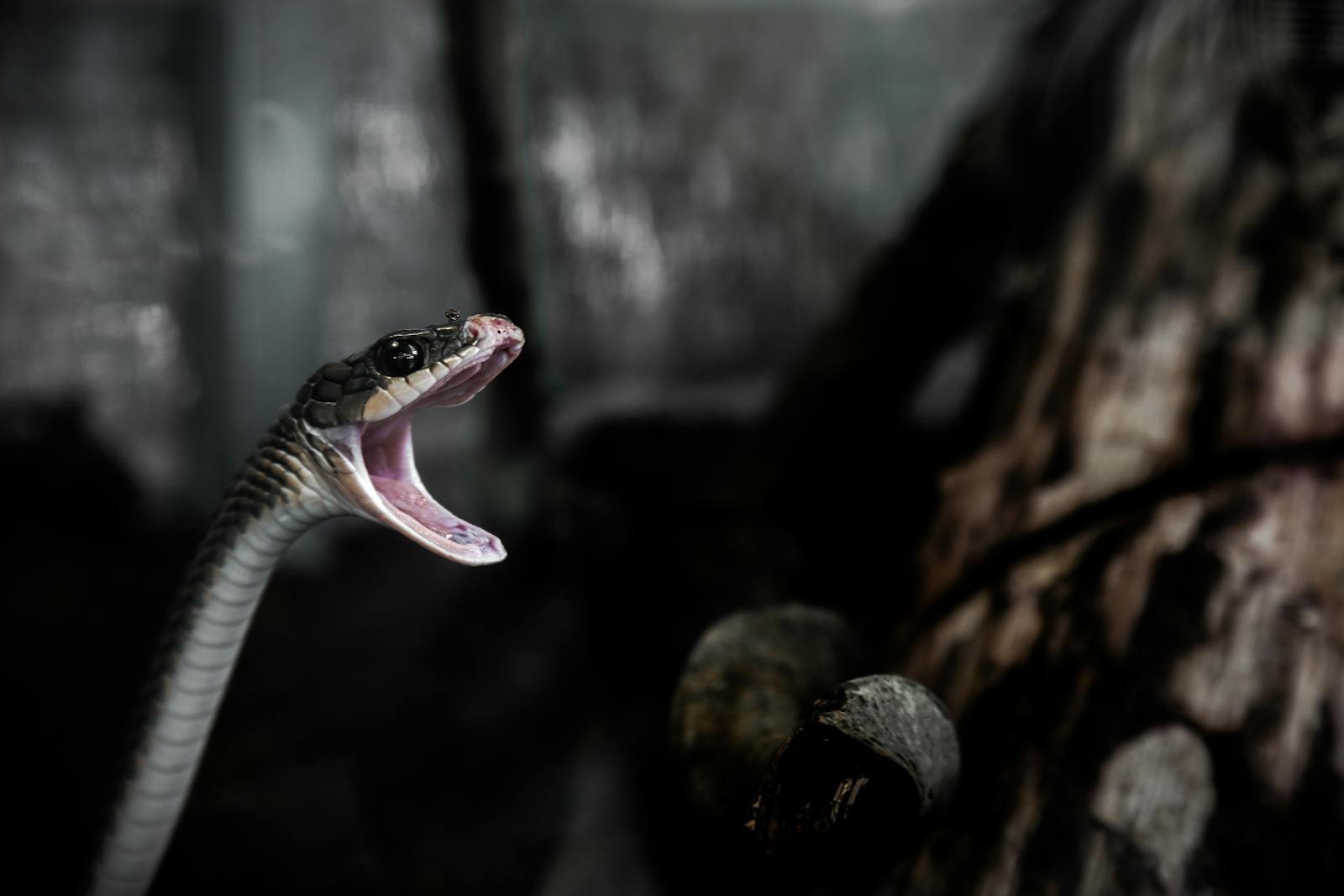 The Fastest Striking Snake in the World – It’s Faster Than You Think