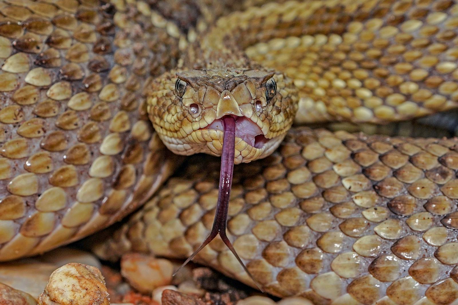 The Science Behind Snake Venom – How It Affects Prey and Humans