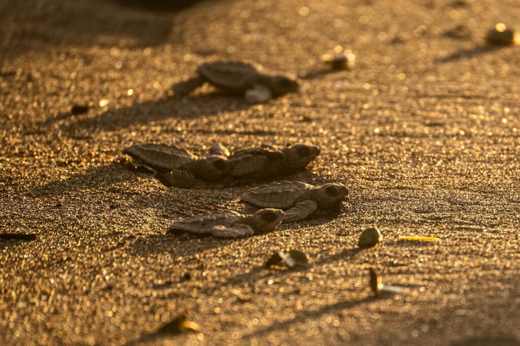 A group of hatchling sea turtles make their way across a sandy beach at sunrise.