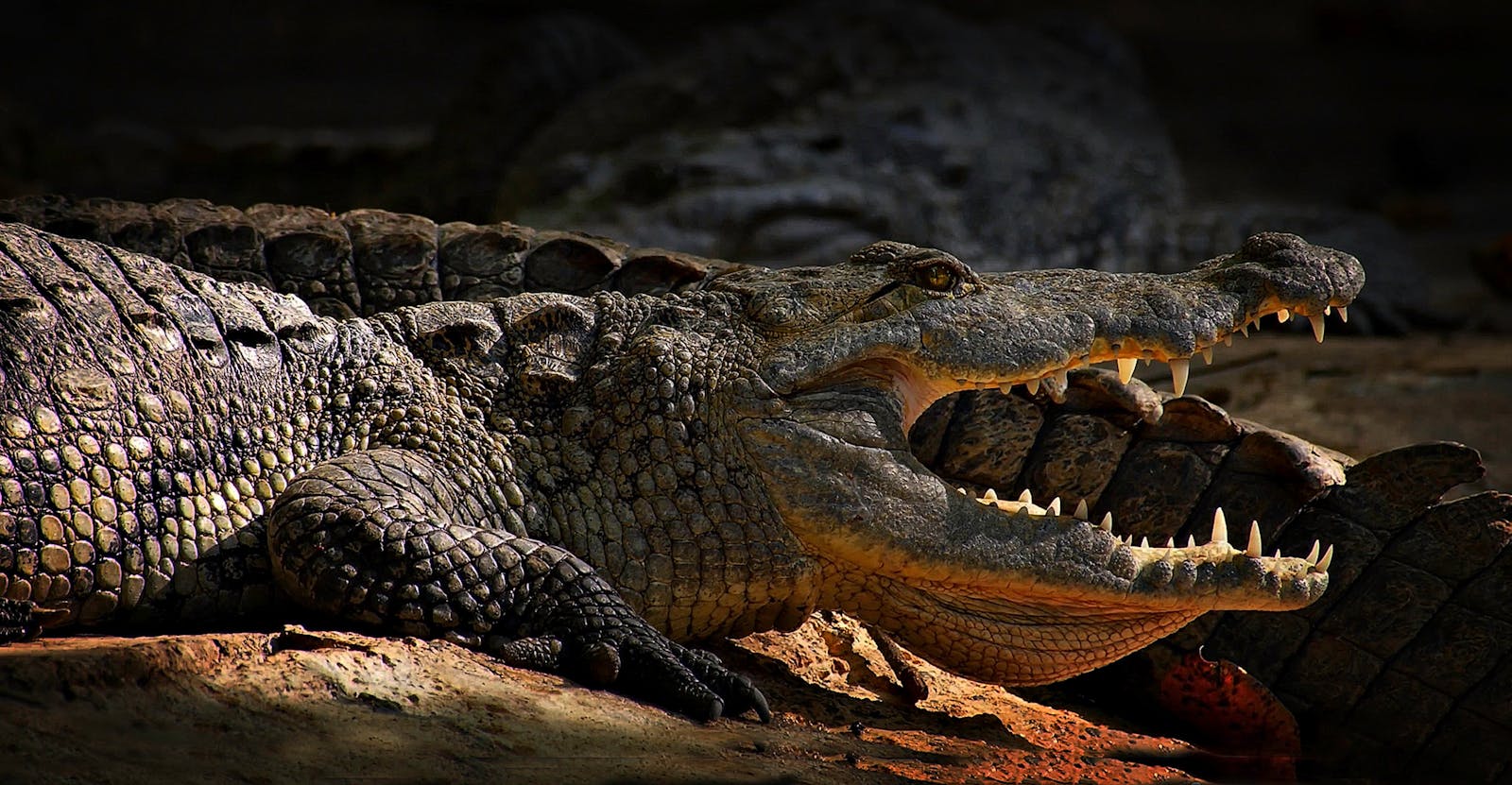 The Most Brutal Ways Reptiles Hunt and Kill Their Prey