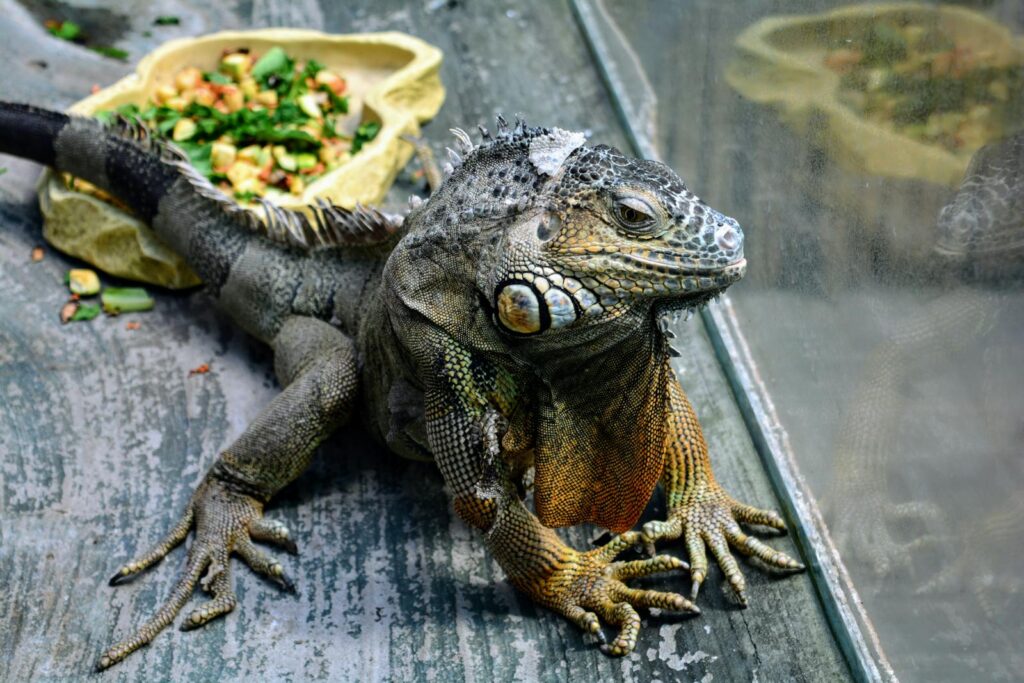 Detailed shot of an iguana with vibrant scales enjoying a salad meal in its habitat.