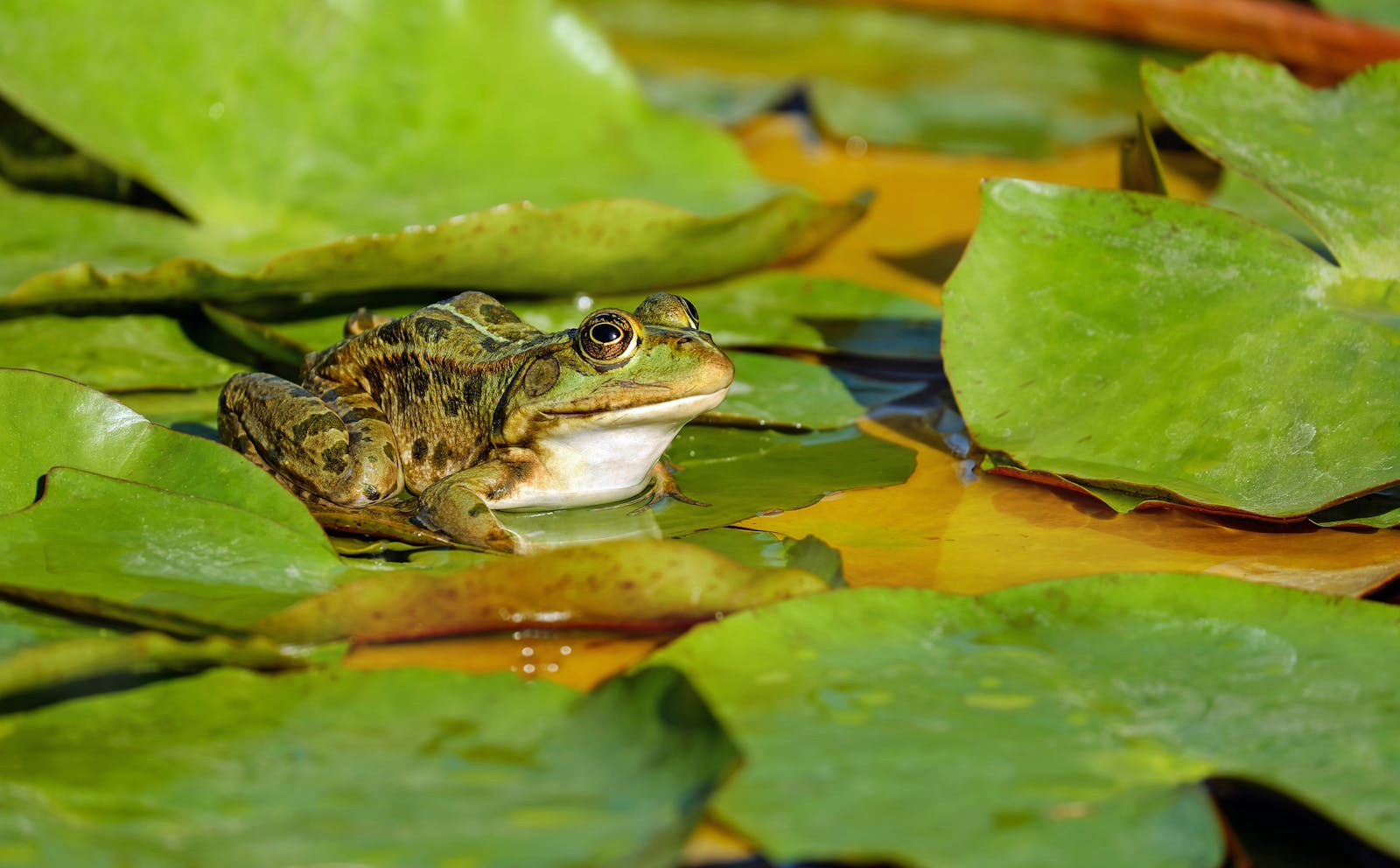 8 Ways to Keep Your Reptile Hydrated and Happy