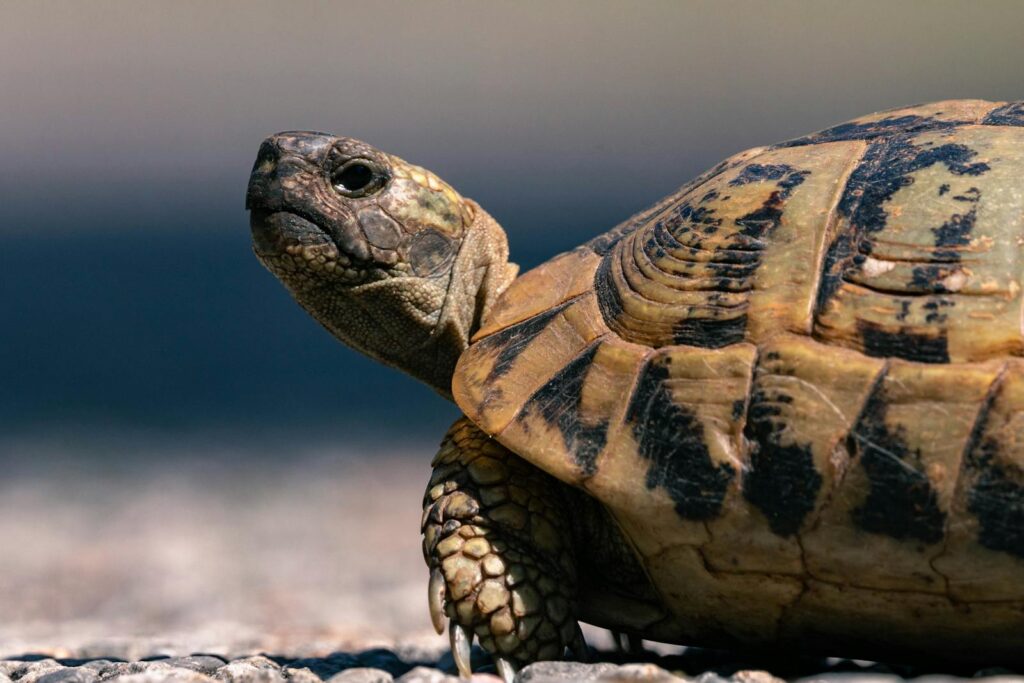 Detailed image of a tortoise walking on a pebbled pathway in natural light.
