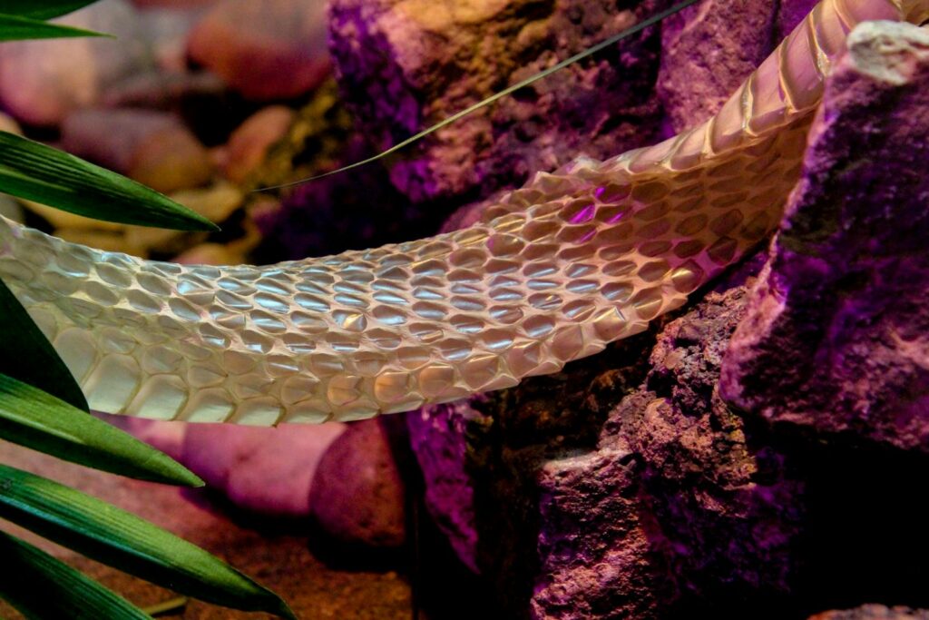 Vibrant image capturing a snake molt against a rocky terrain, highlighting nature's intricate details.