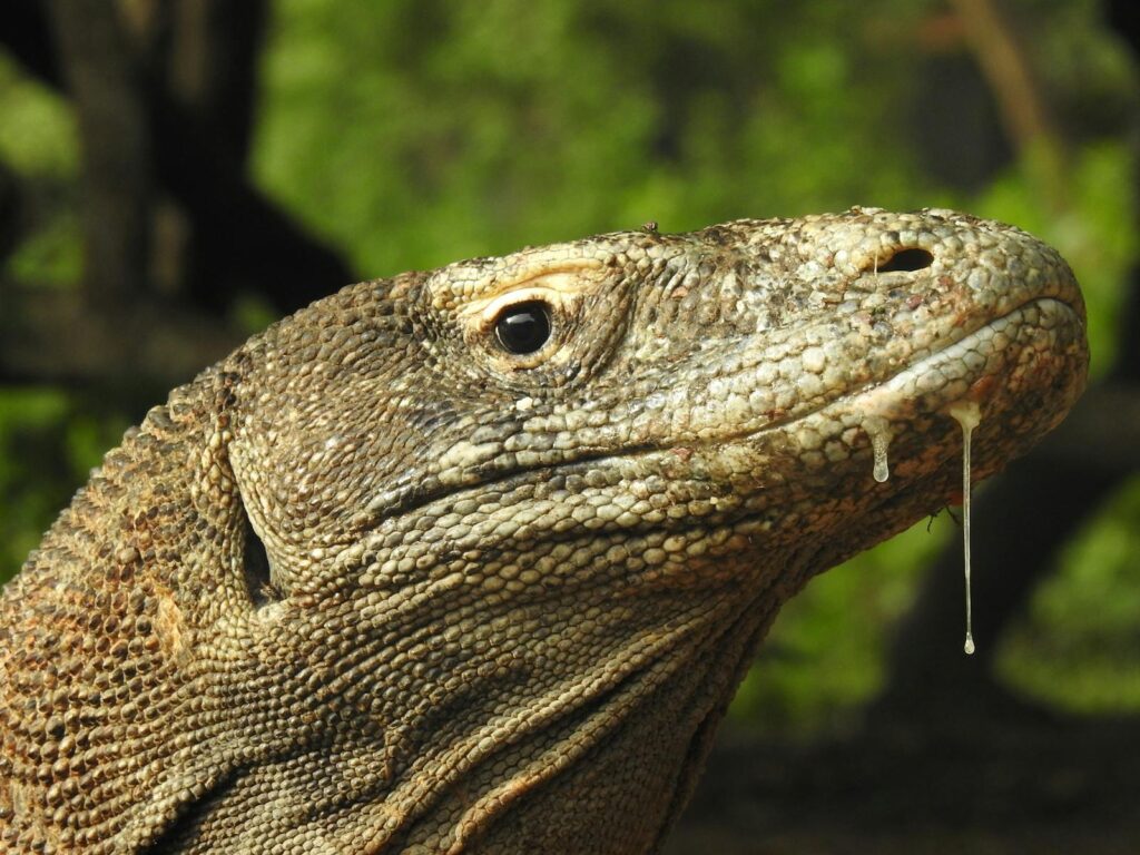Detailed close-up of a Komodo dragon's head displaying its textured scales and natural habitat.
