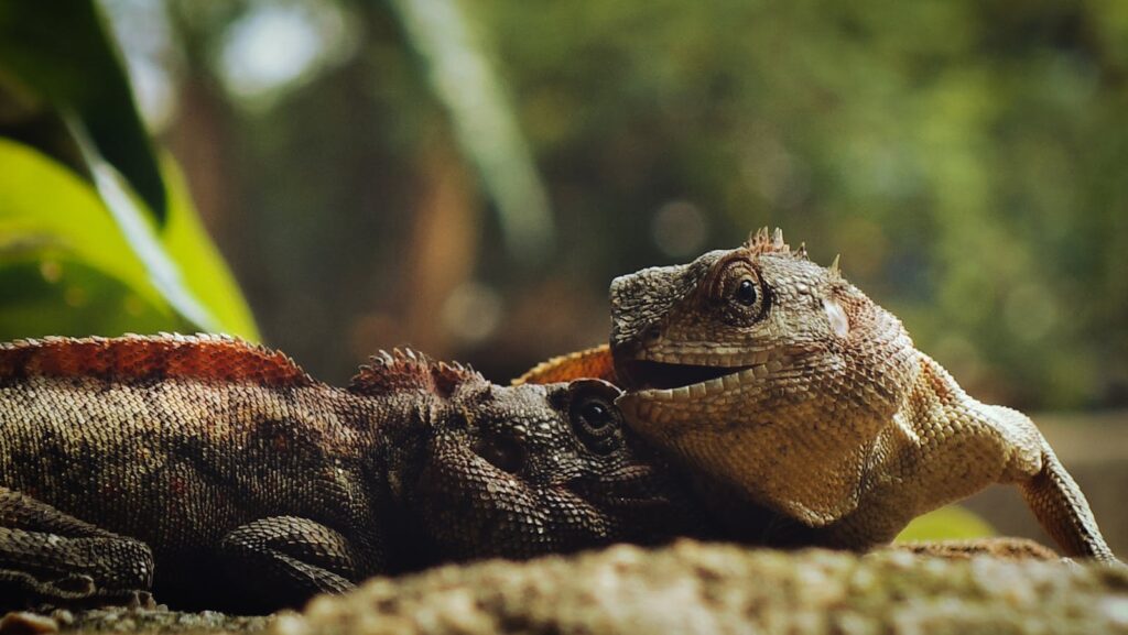 A detailed close-up of iguanas showcasing their vibrant scales and natural textures.