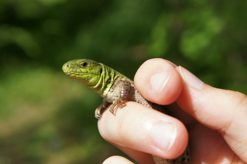 A striking green lizard is balanced on a person's hand, displaying its vivid color and intricate patterns in a gentle pose.
