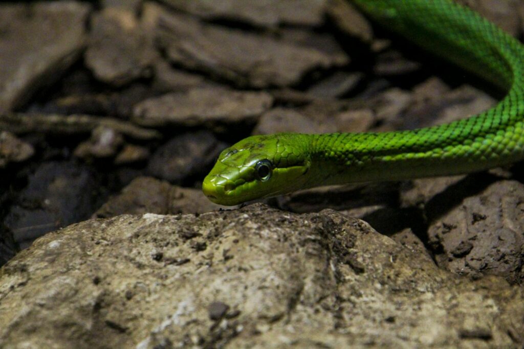 Detailed shot of a green snake camouflaged on a stone surface, showcasing its vibrant scales.