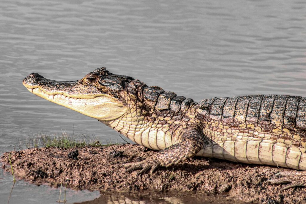 Caiman resting near water's edge in Cravo Norte, showcasing tropical wildlife.