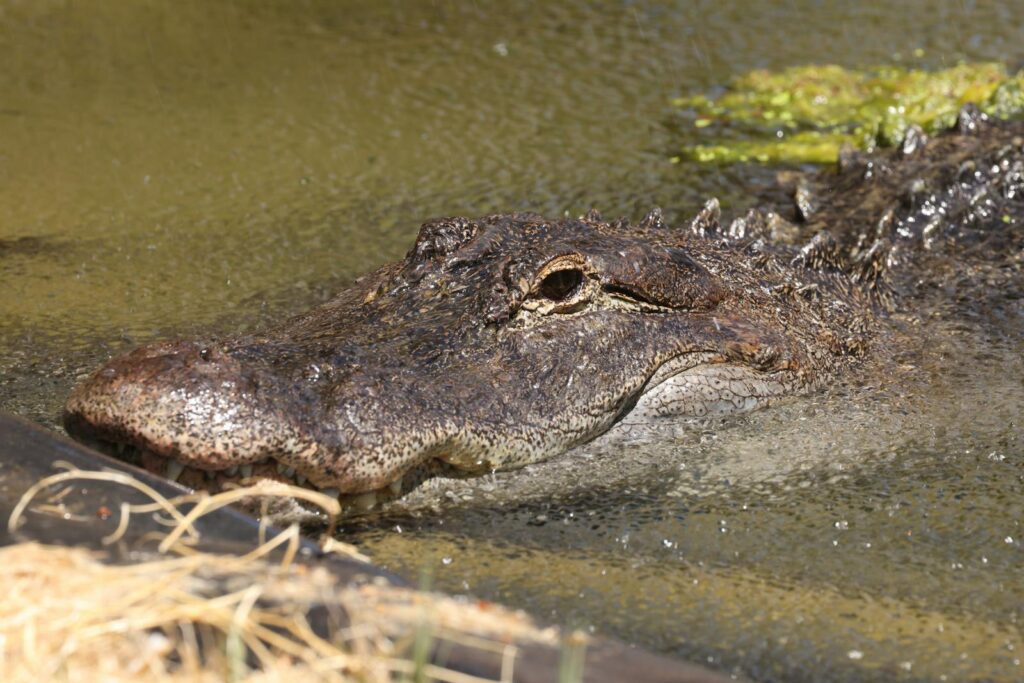 Detailed image of an alligator swimming in natural wetland habitat.