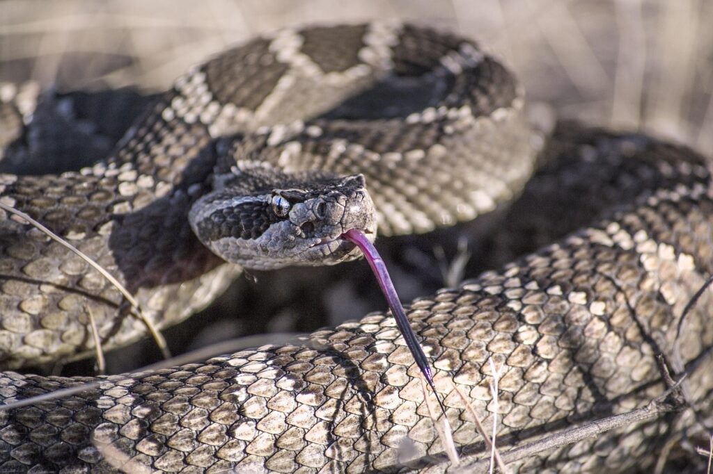 snake, rattlesnake, rattle, desert, brown desert, nature, brown snake