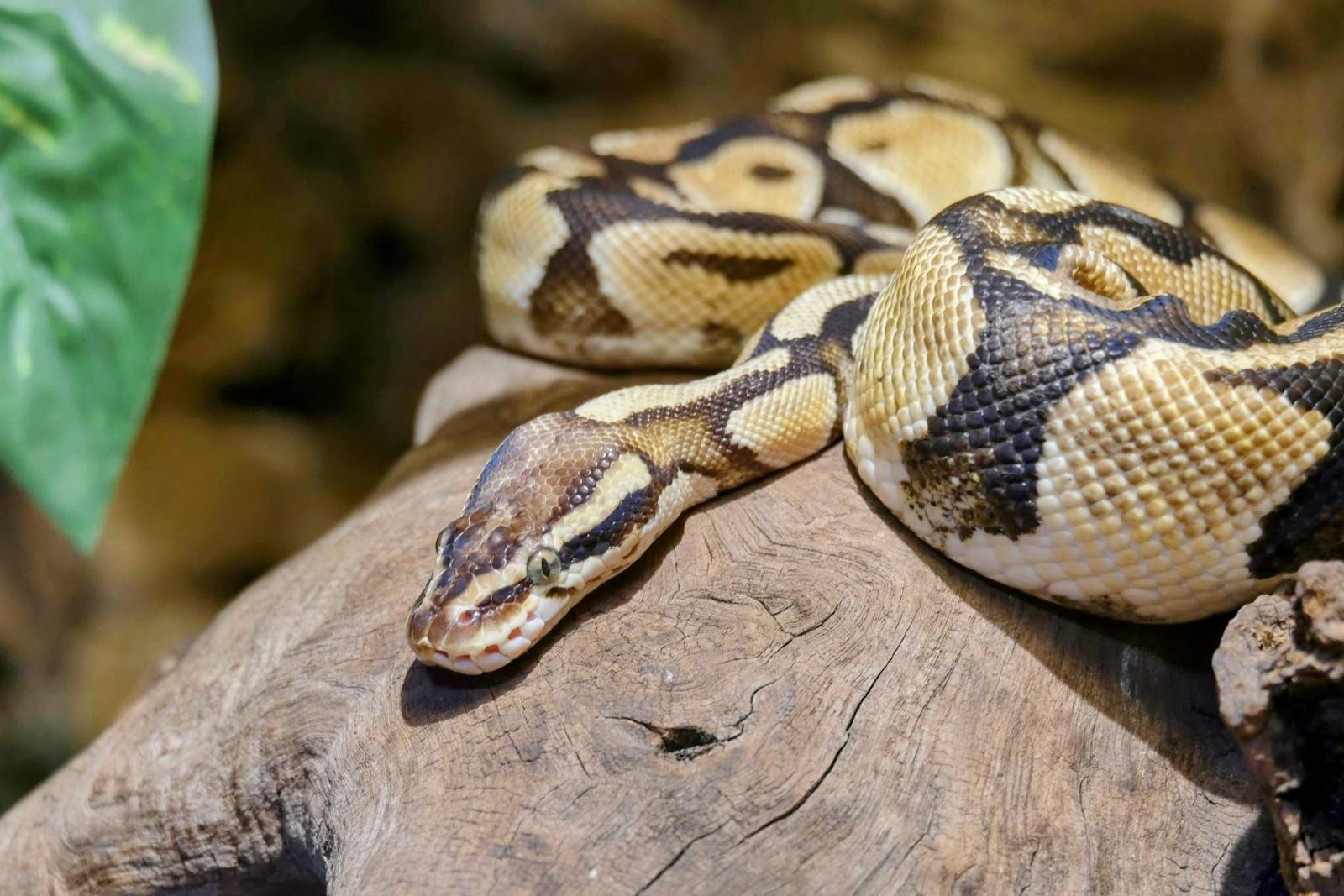 Top 10 Care Tips for a Happy Ball Python