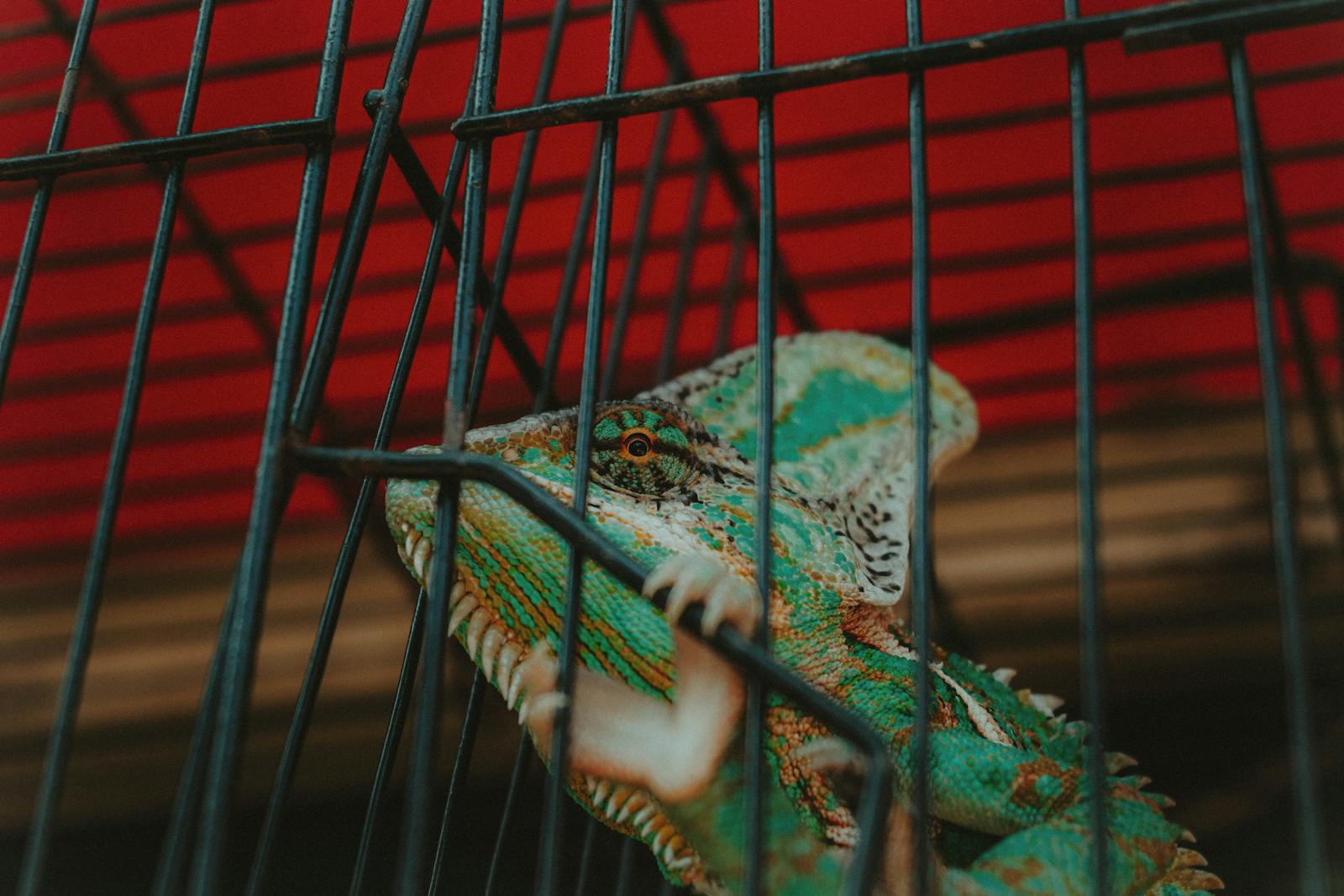 The Most Expensive Reptile Smuggled on the Black Market