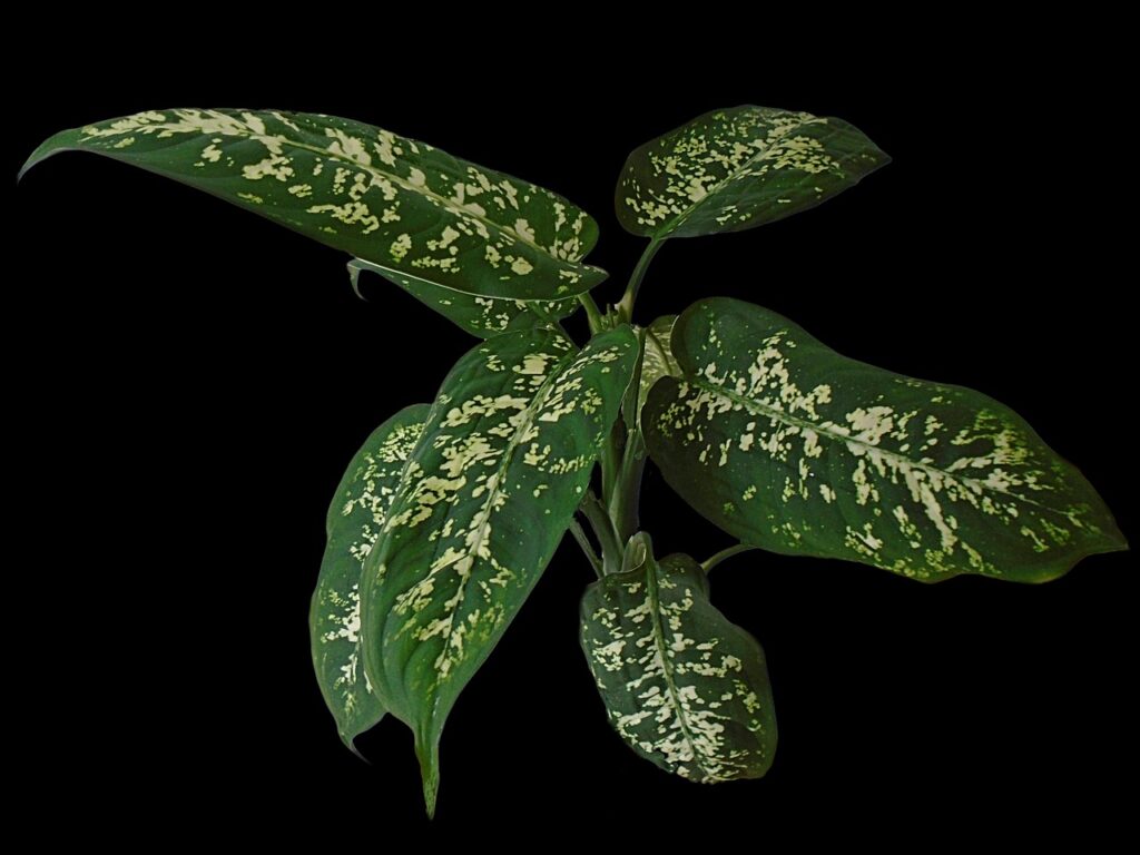 dieffenbachia, leave, plant, botany, flora, garden, green, landscaping, leaf, dieffenbachia, dieffenbachia, dieffenbachia, dieffenbachia, dieffenbachia