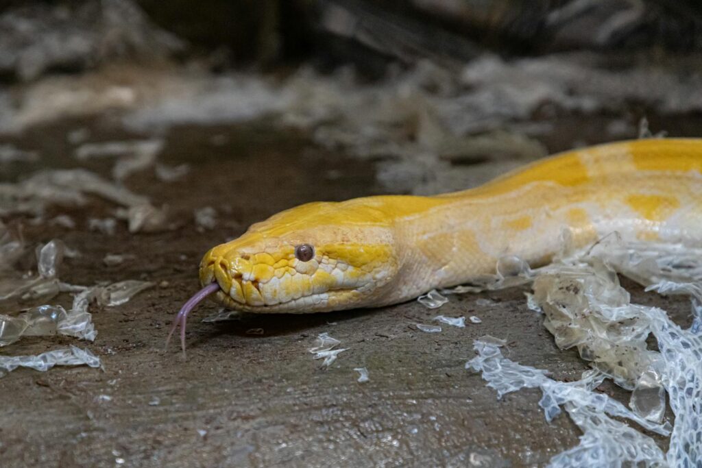 Albino Burmese python on ground surrounded by dry skin, showcasing its vibrant yellow scales.
