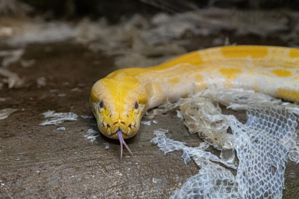 Detailed close-up of a yellow python shedding its skin in a natural outdoor setting.