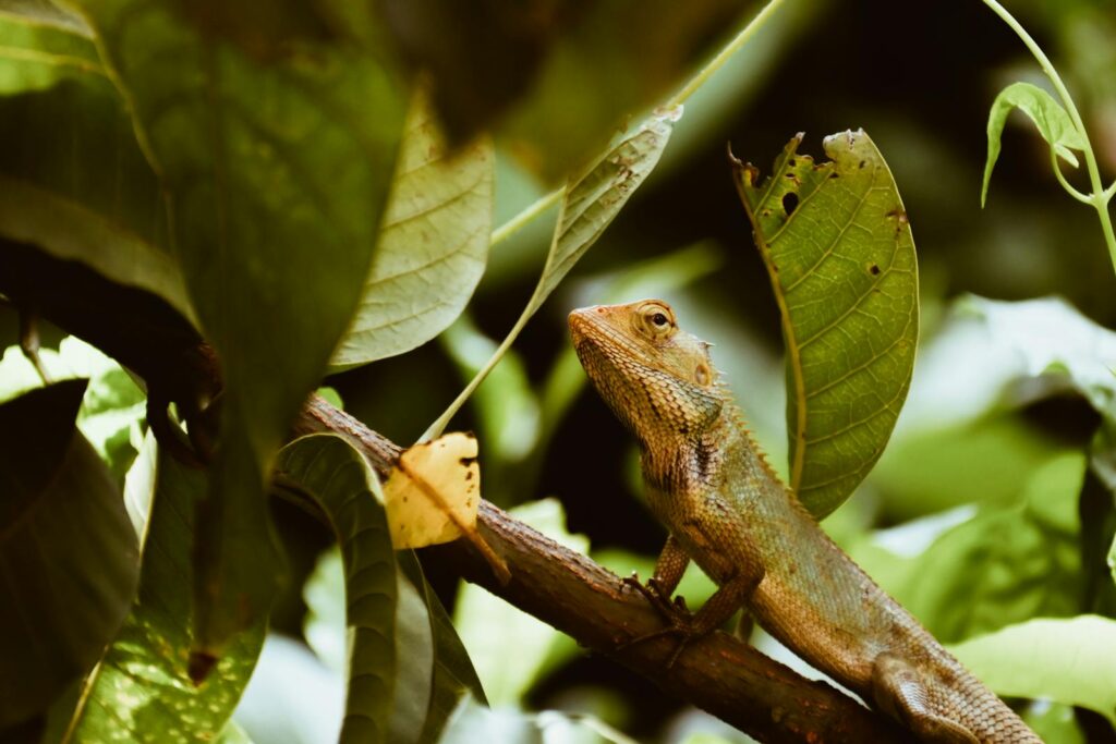 Close-up of an Indian chameleon perched on a branch surrounded by lush greenery in India.